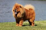 CHOW CHOW 398